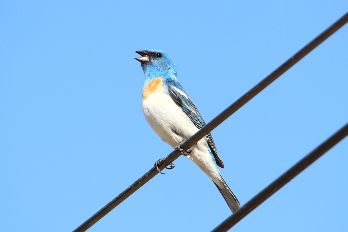 Lazuli Bunting - ML620352739