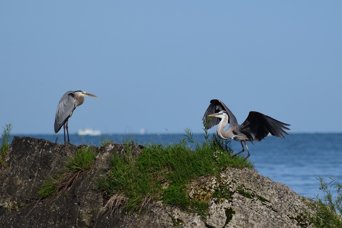 Great Blue Heron - ML620352751