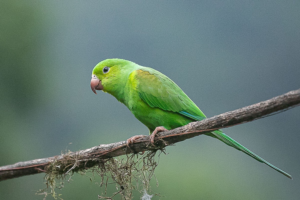 Plain Parakeet - Claudio SOUZA