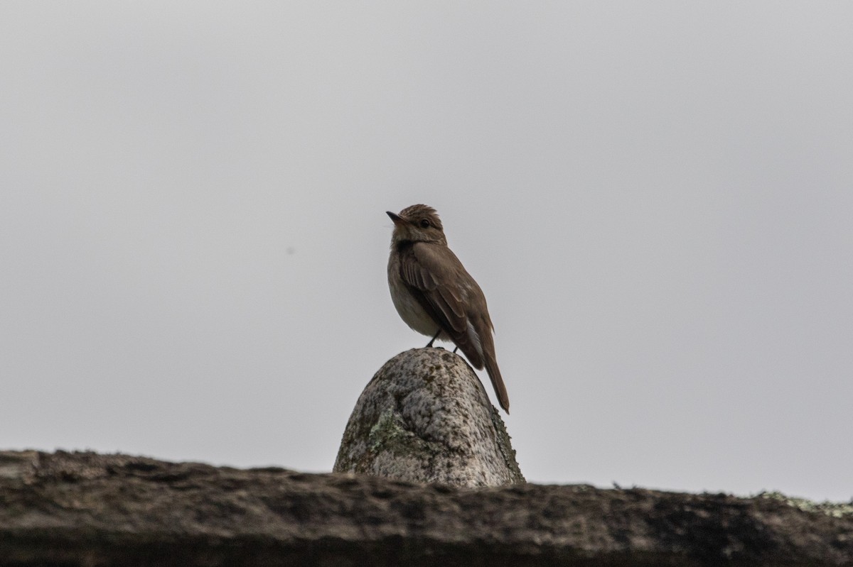 Spotted Flycatcher - ML620352762