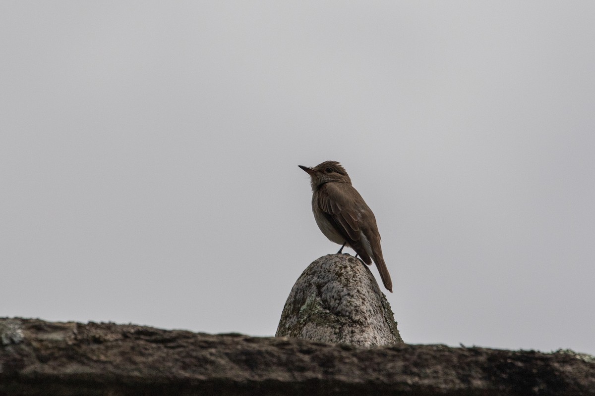 Spotted Flycatcher - ML620352763