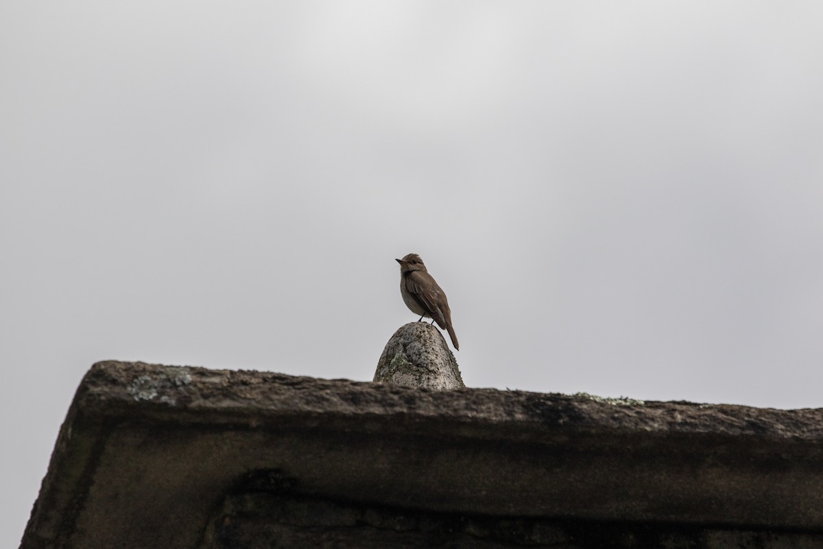 Spotted Flycatcher - ML620352765