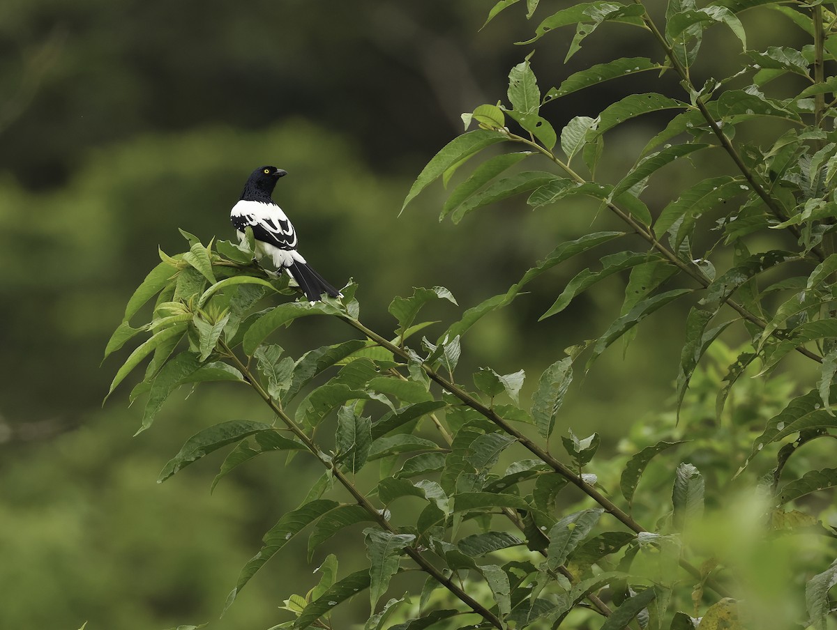 Magpie Tanager - ML620352775