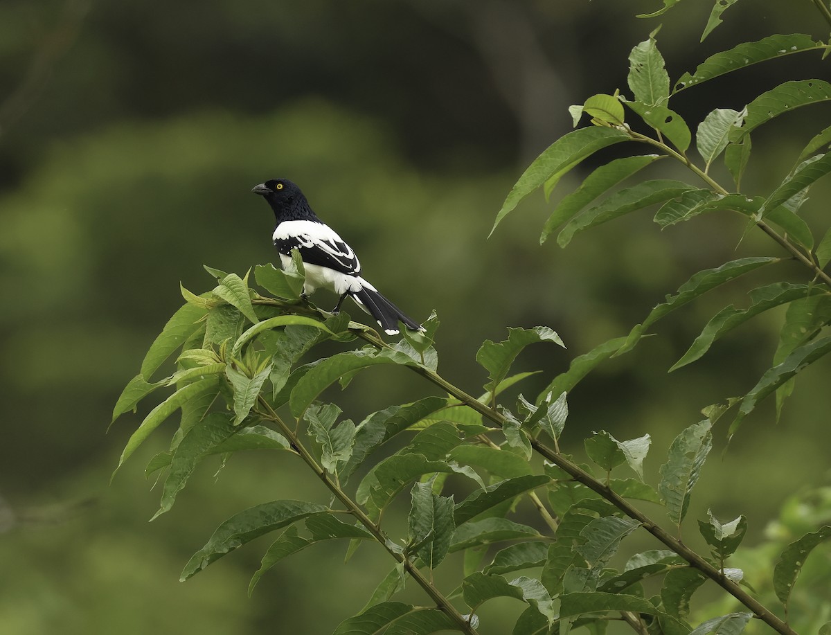 Magpie Tanager - ML620352776