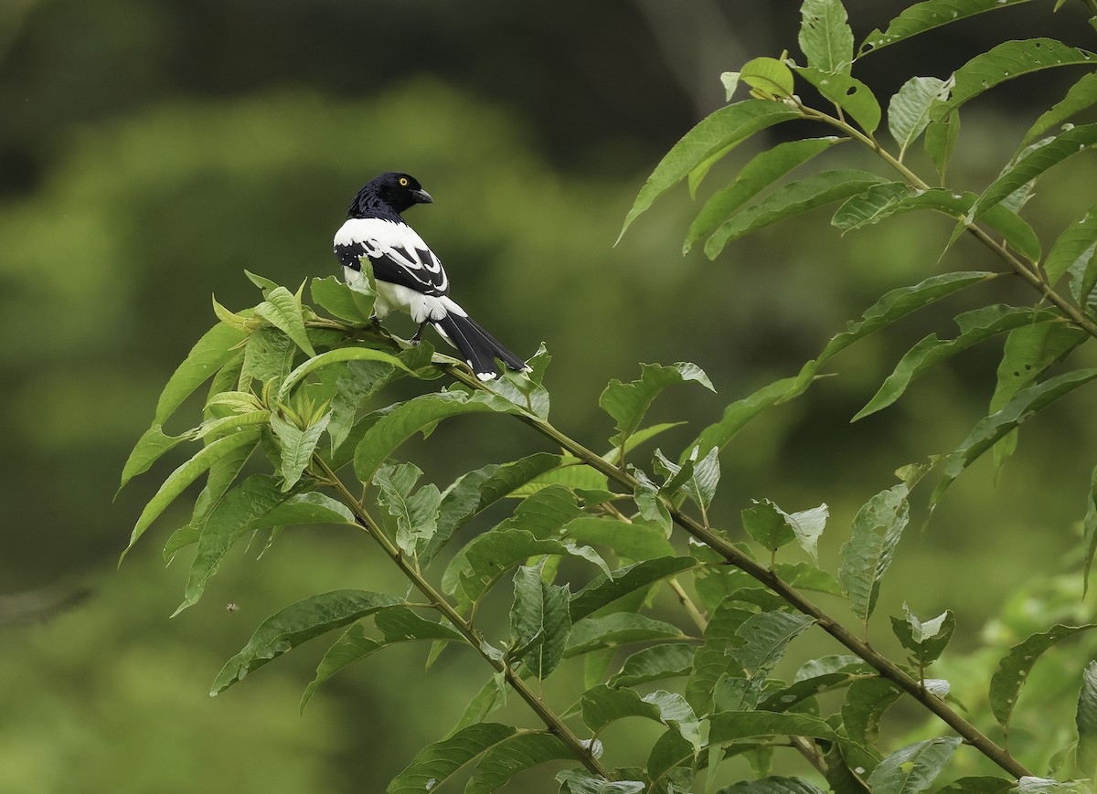 Magpie Tanager - ML620352777
