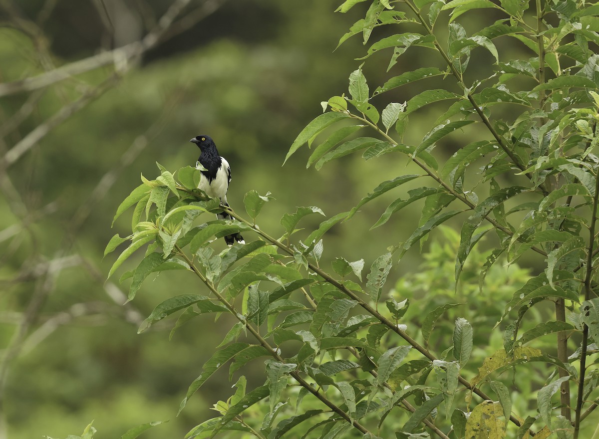 Magpie Tanager - ML620352778