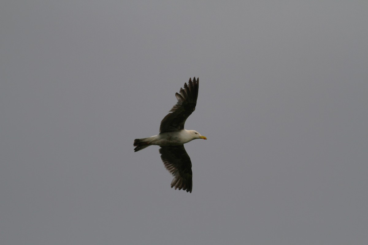 Yellow-legged Gull (atlantis) - Carlos Pereira