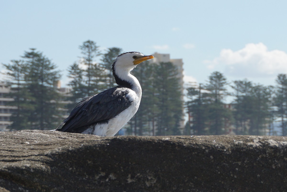 Little Pied Cormorant - ML620352795