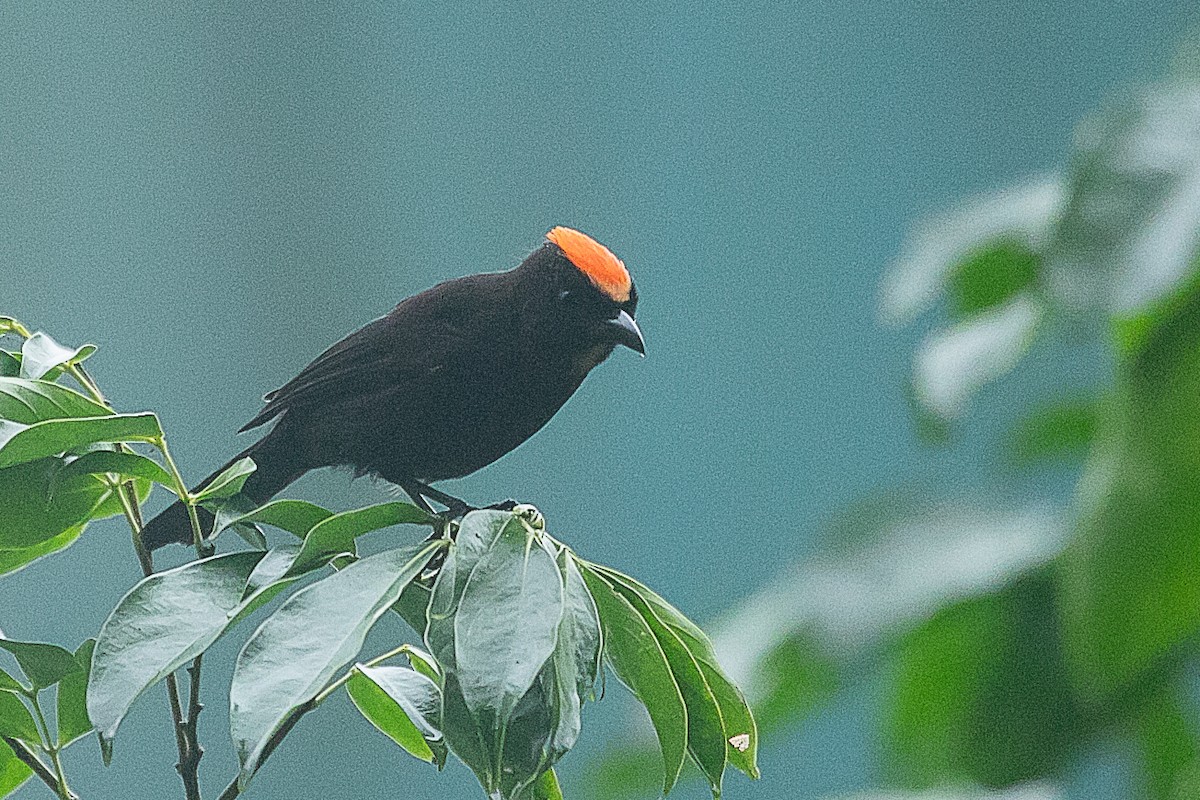 Flame-crested Tanager (Flame-crested) - ML620352800