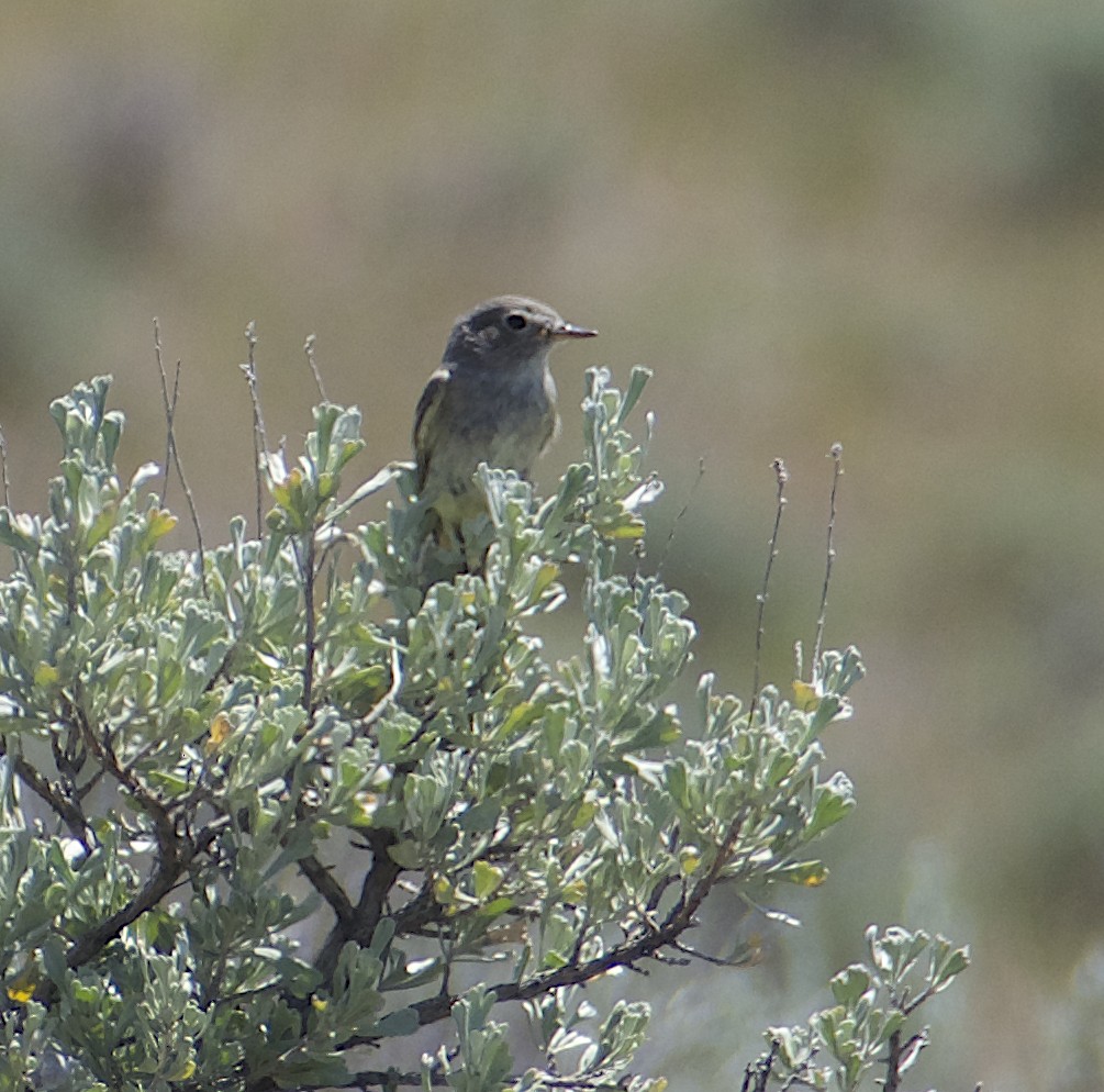 Gray Flycatcher - ML620352802