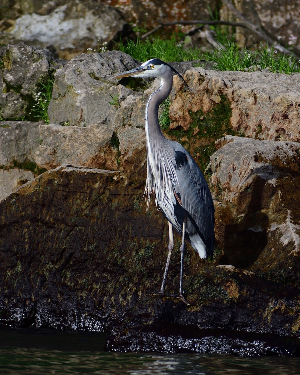 Great Blue Heron - ML620352811