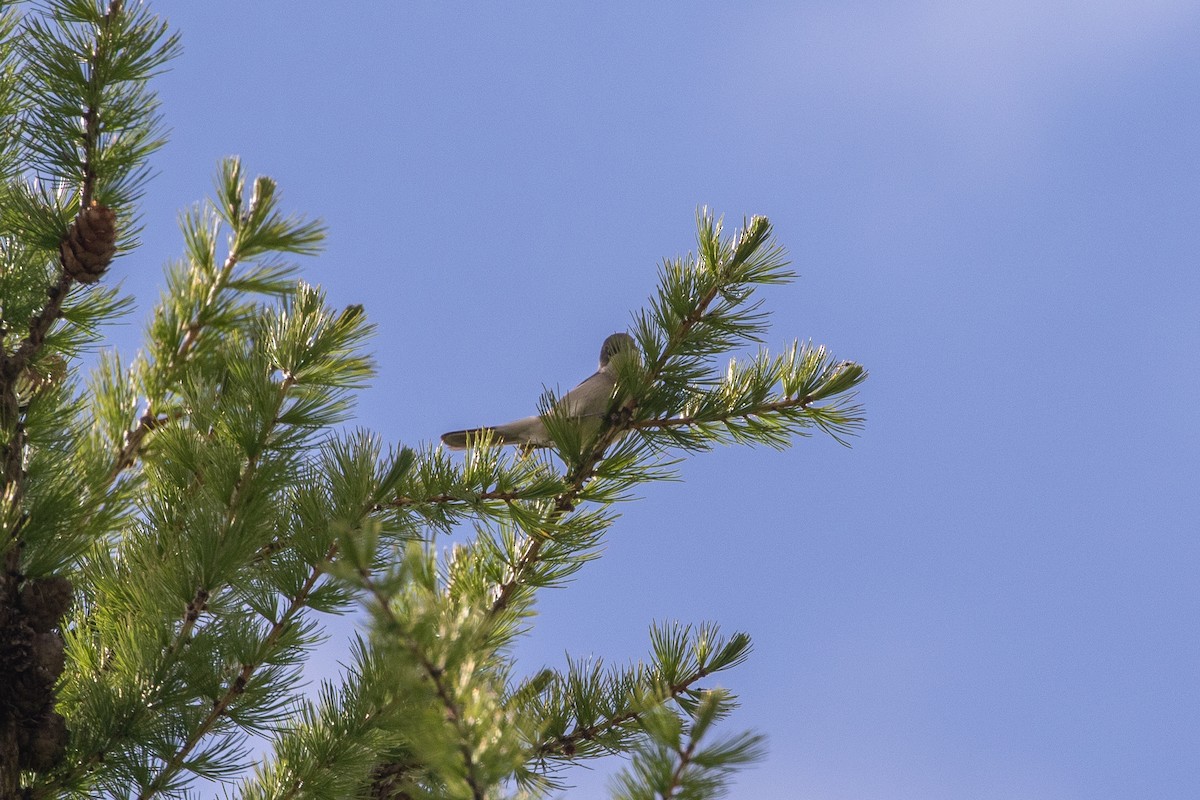 Lesser Whitethroat - ML620352823