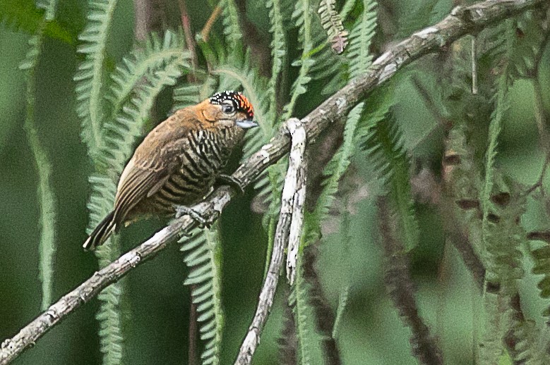 Ochre-collared Piculet - ML620352833