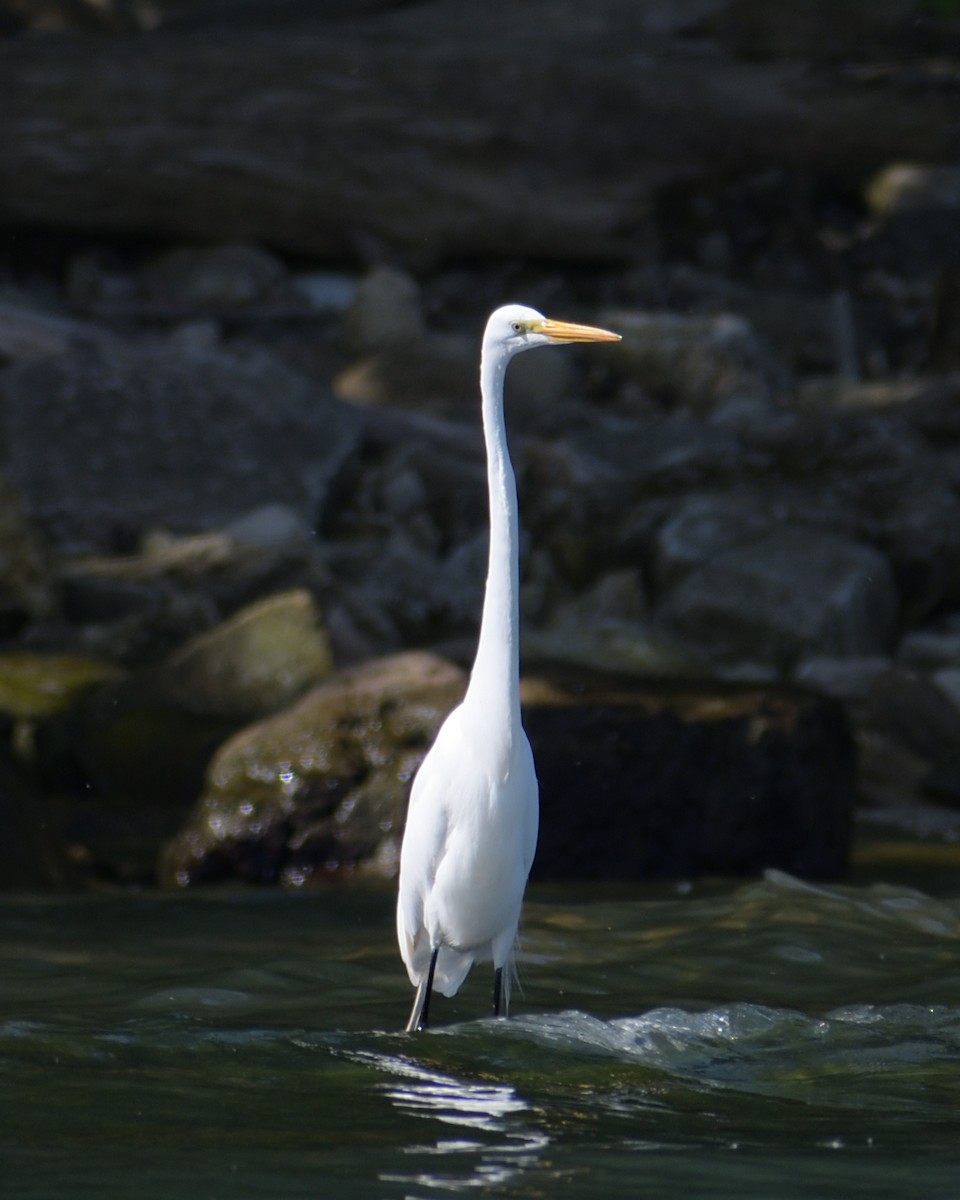 Great Egret - ML620352835