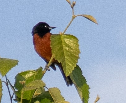 Orchard Oriole - ML620352836