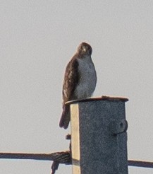 Red-tailed Hawk - ML620352844