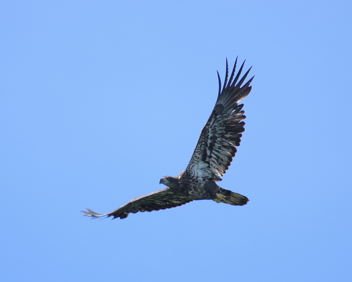 Bald Eagle - ML620352857