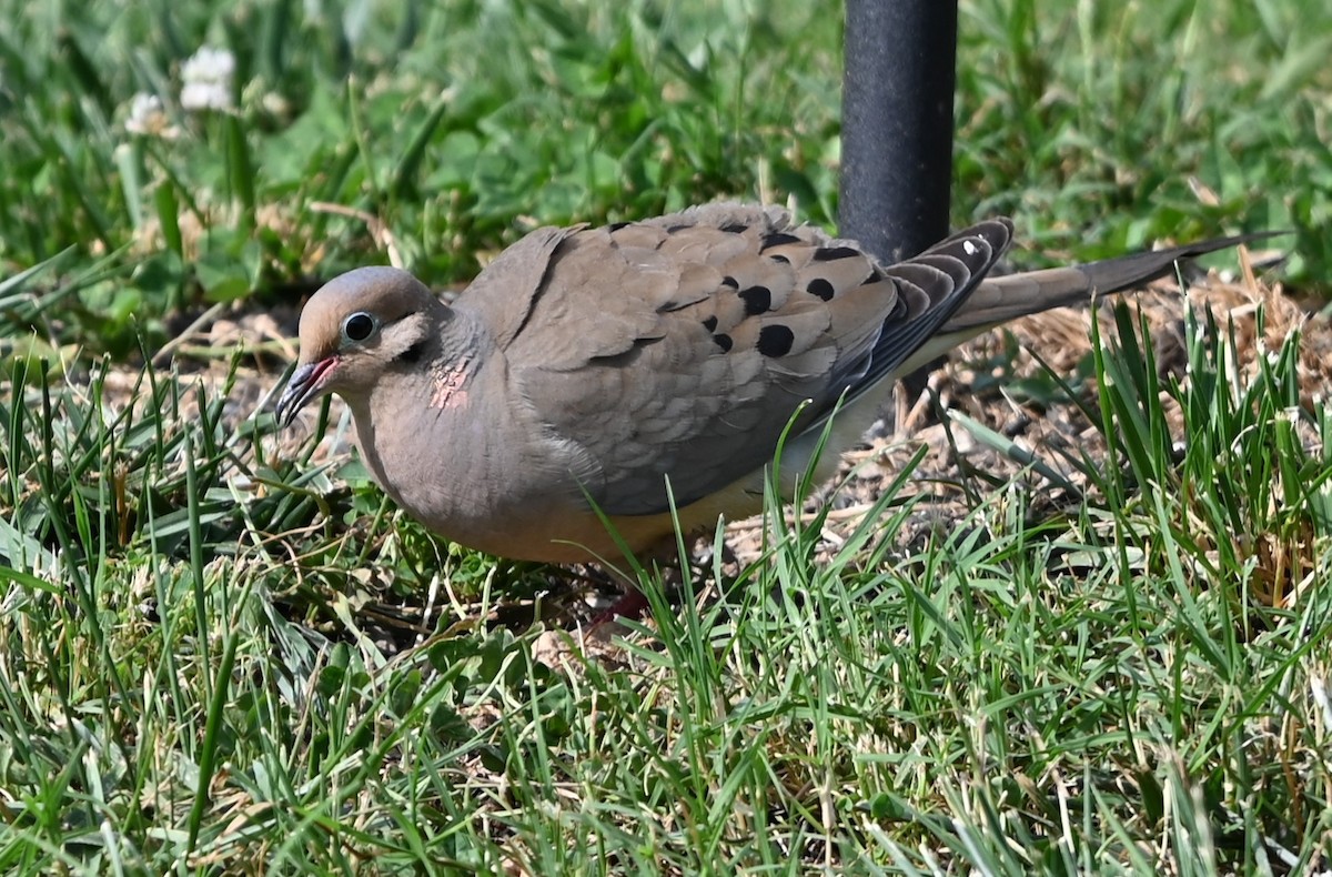 Mourning Dove - ML620352878