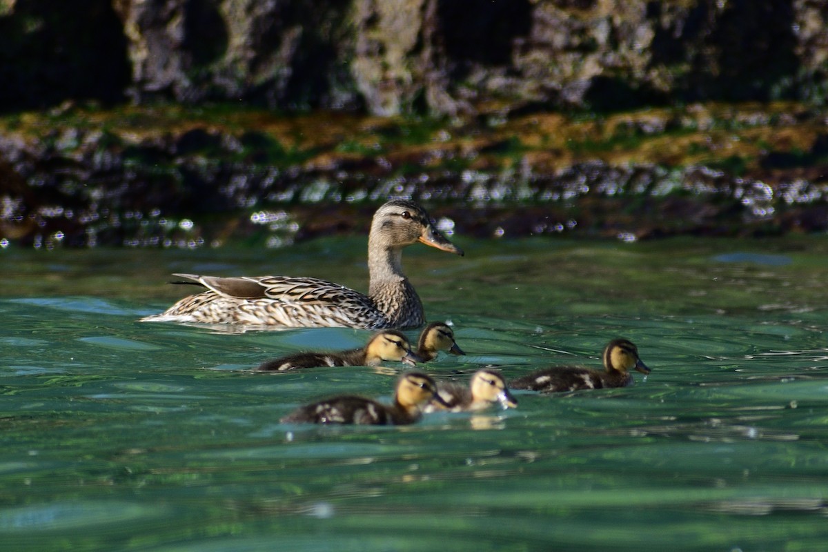 Canard colvert - ML620352886