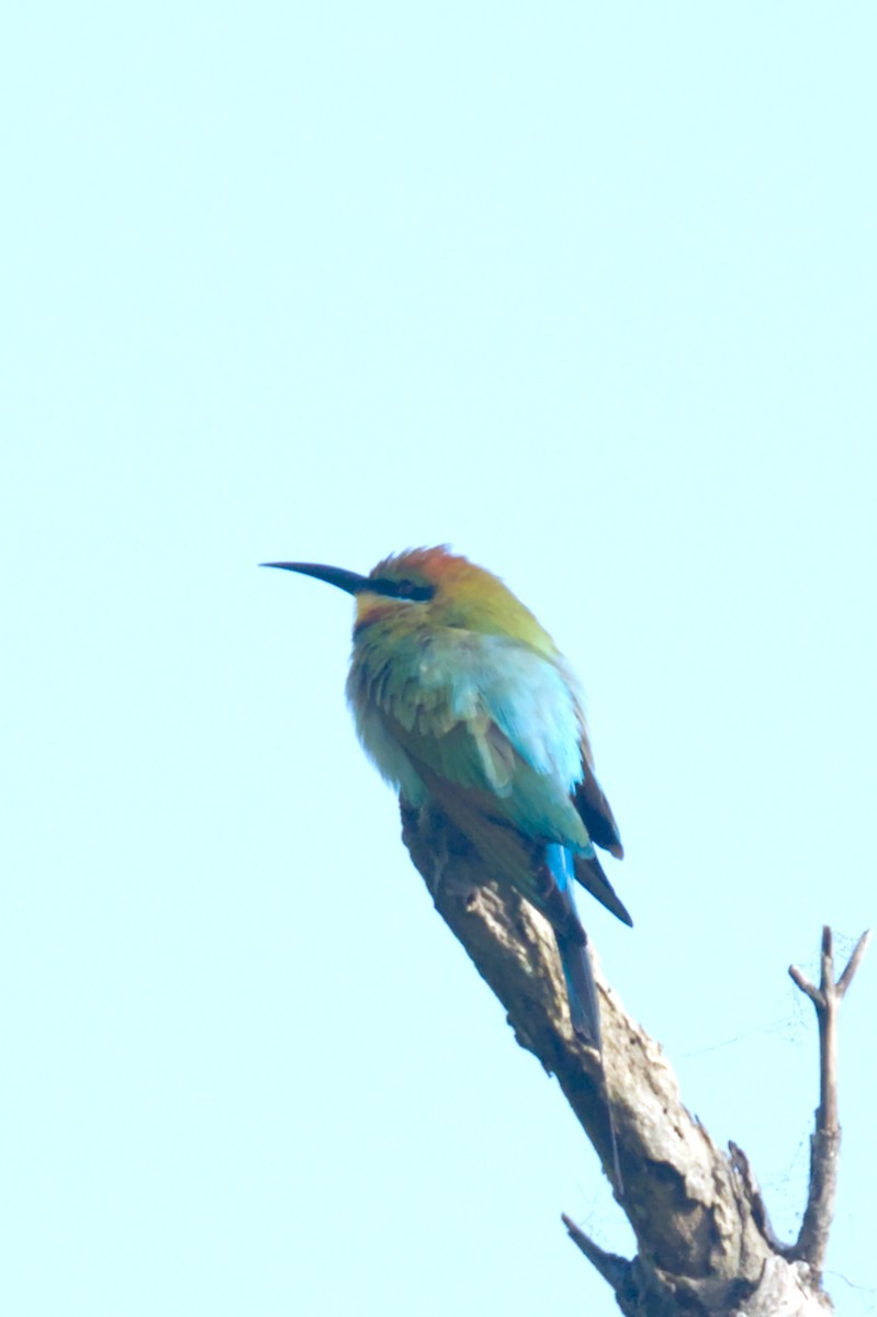 Rainbow Bee-eater - ML620352890