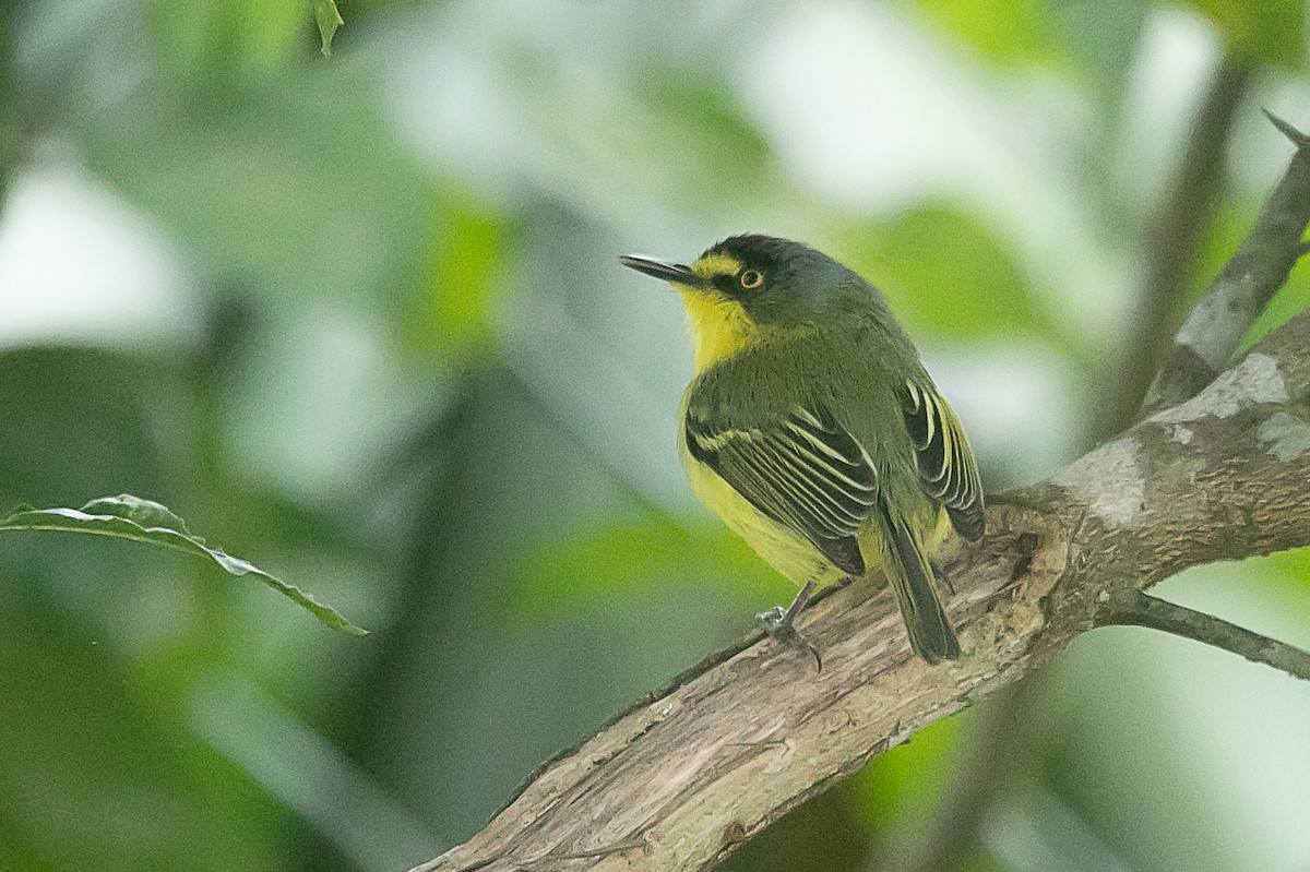 Gray-headed Tody-Flycatcher - ML620352898