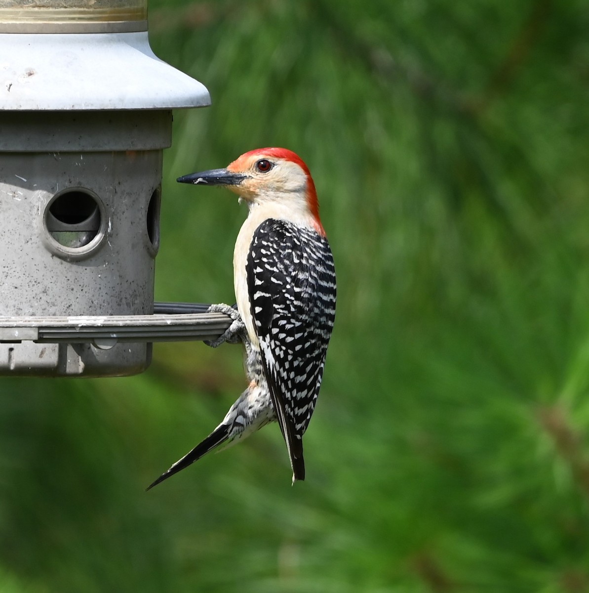 Red-bellied Woodpecker - ML620352906