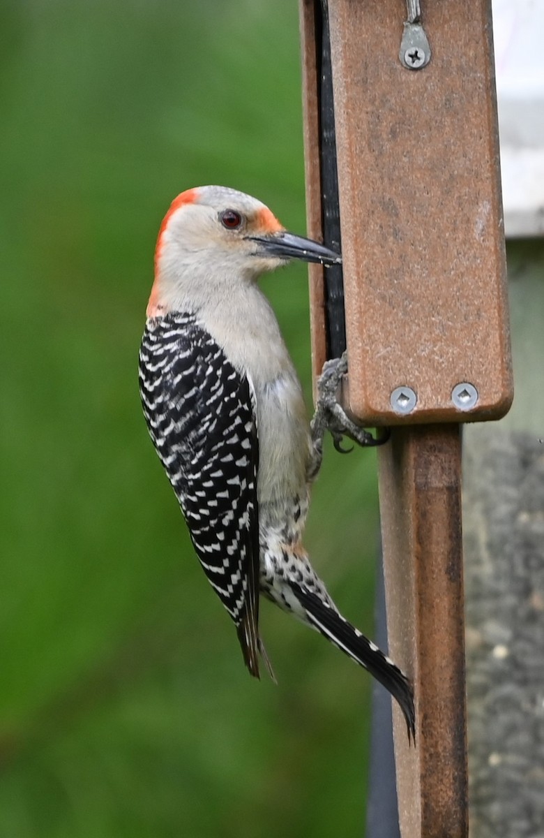 Red-bellied Woodpecker - ML620352912