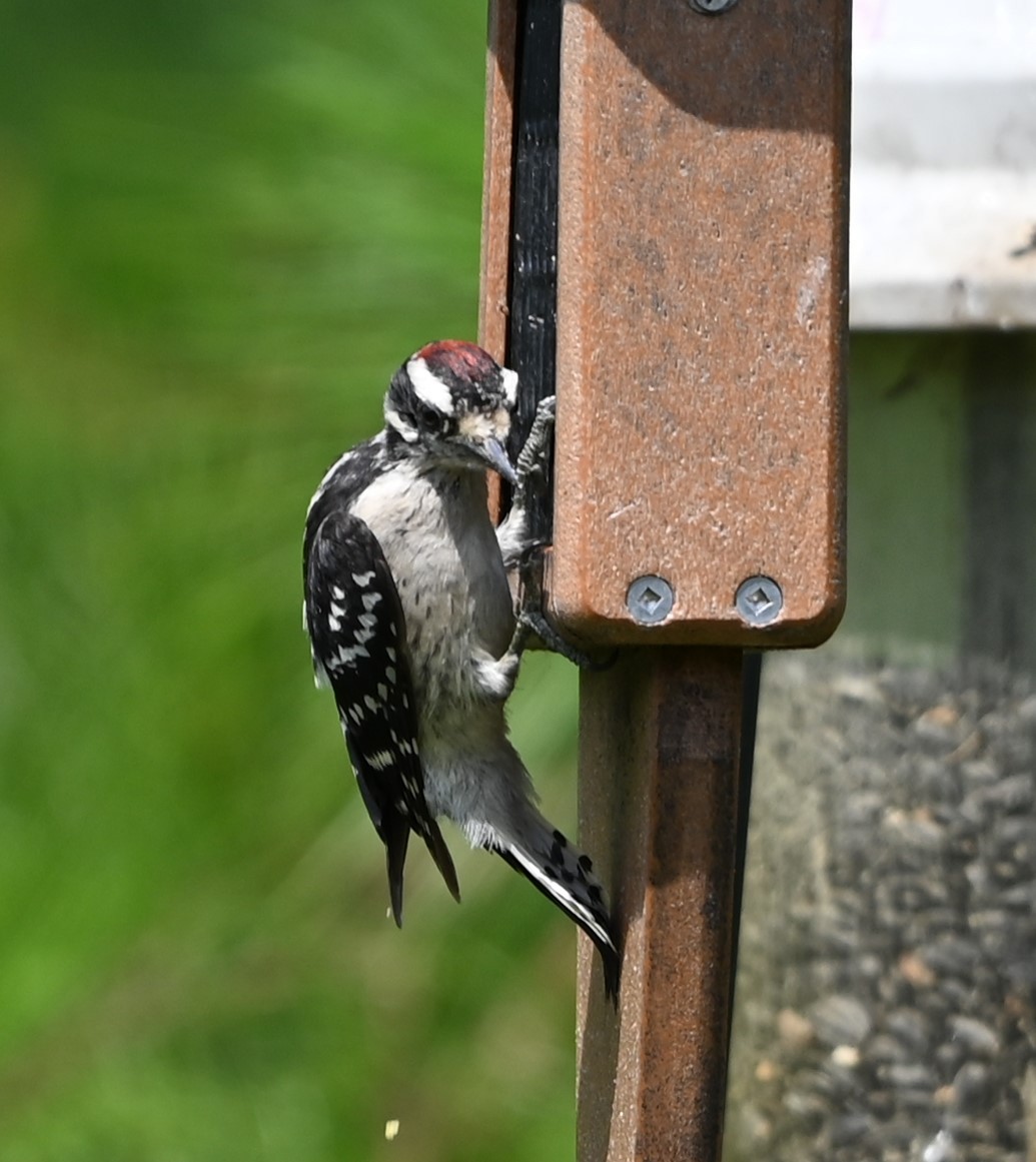 Downy Woodpecker - ML620352920