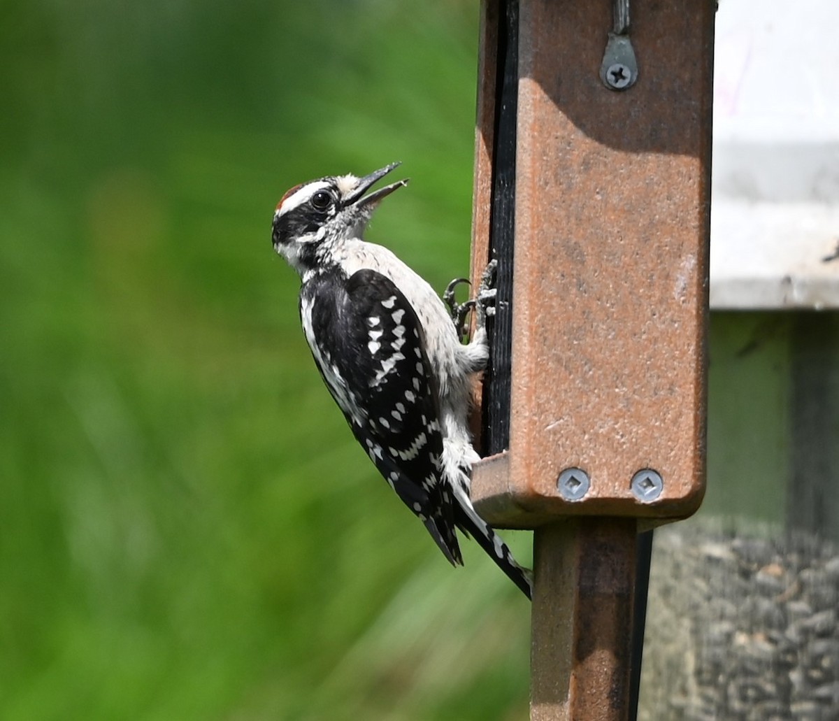 Downy Woodpecker - ML620352922