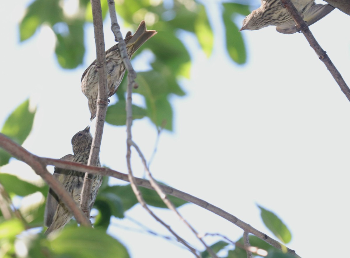 Pine Siskin - ML620352923