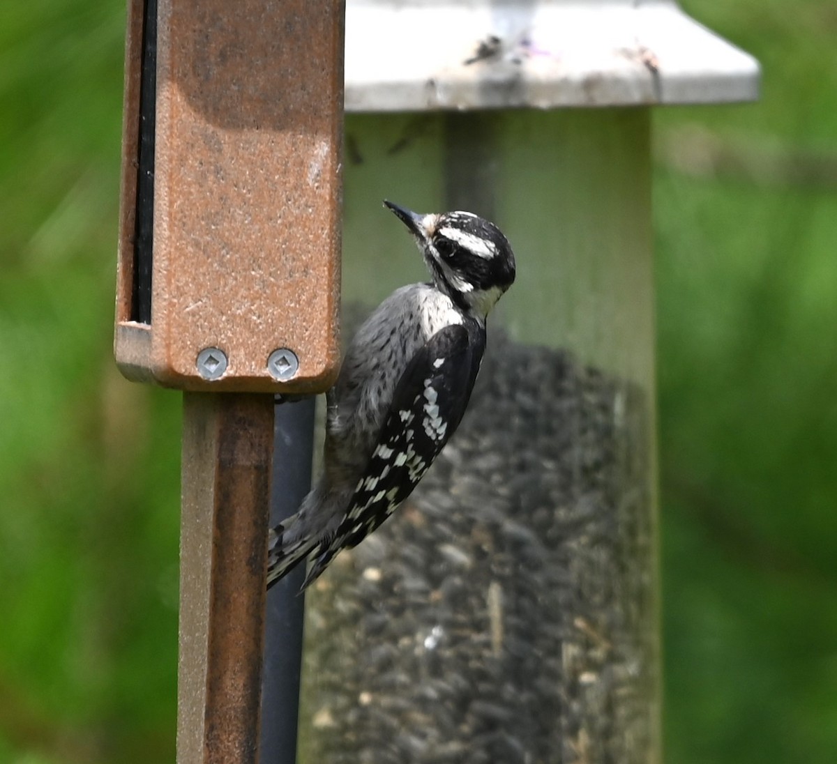 Downy Woodpecker - ML620352932