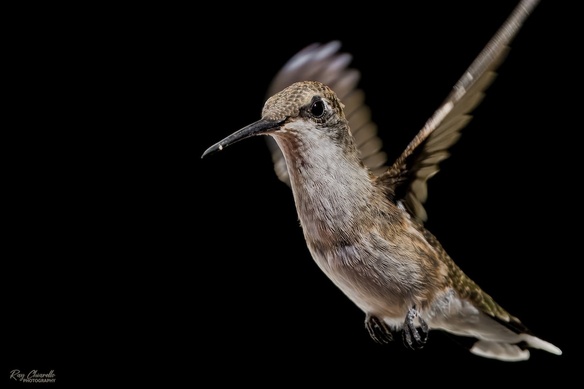 Black-chinned Hummingbird - Ray Chiarello