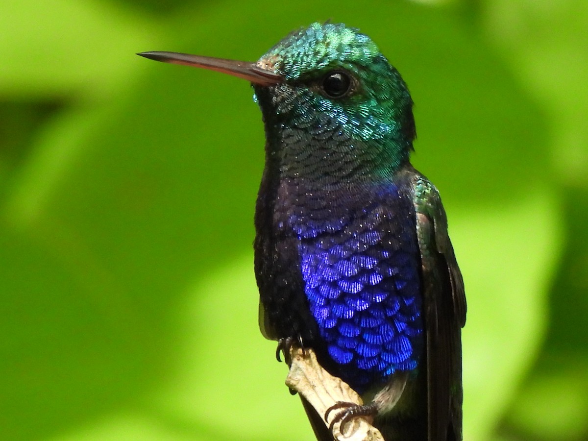 Violet-bellied Hummingbird - ML620352950