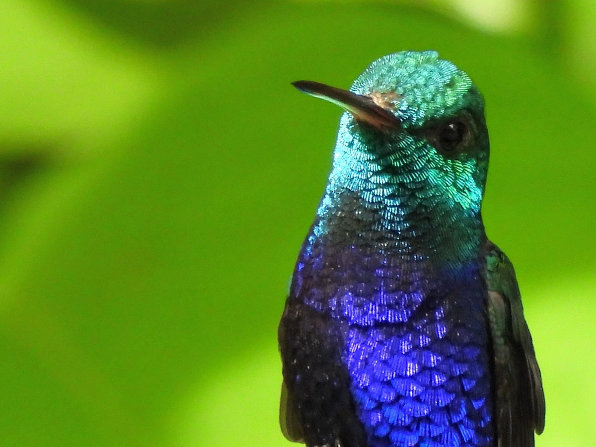 Violet-bellied Hummingbird - ML620352951