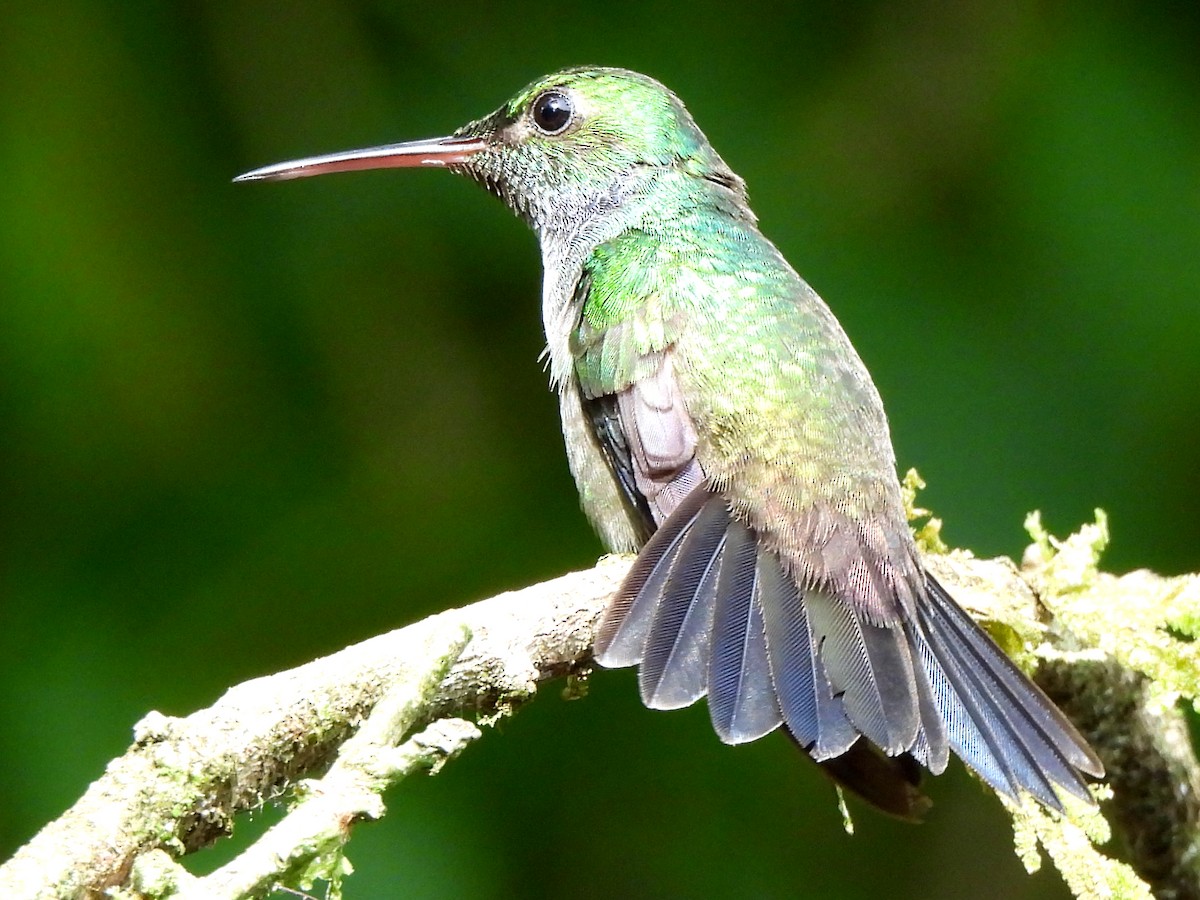 Violet-bellied Hummingbird - ML620352953