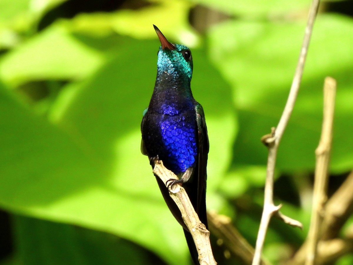 Violet-bellied Hummingbird - ML620352954