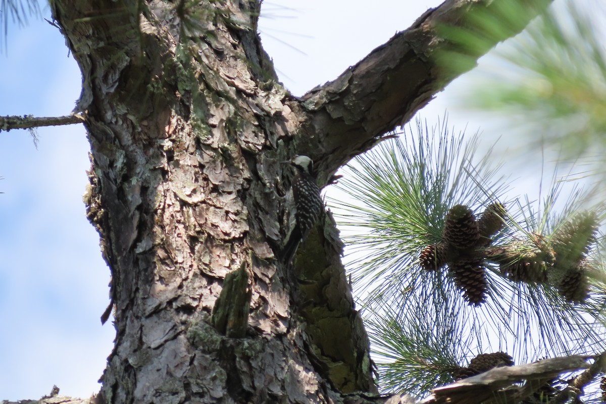 Red-cockaded Woodpecker - ML620352974