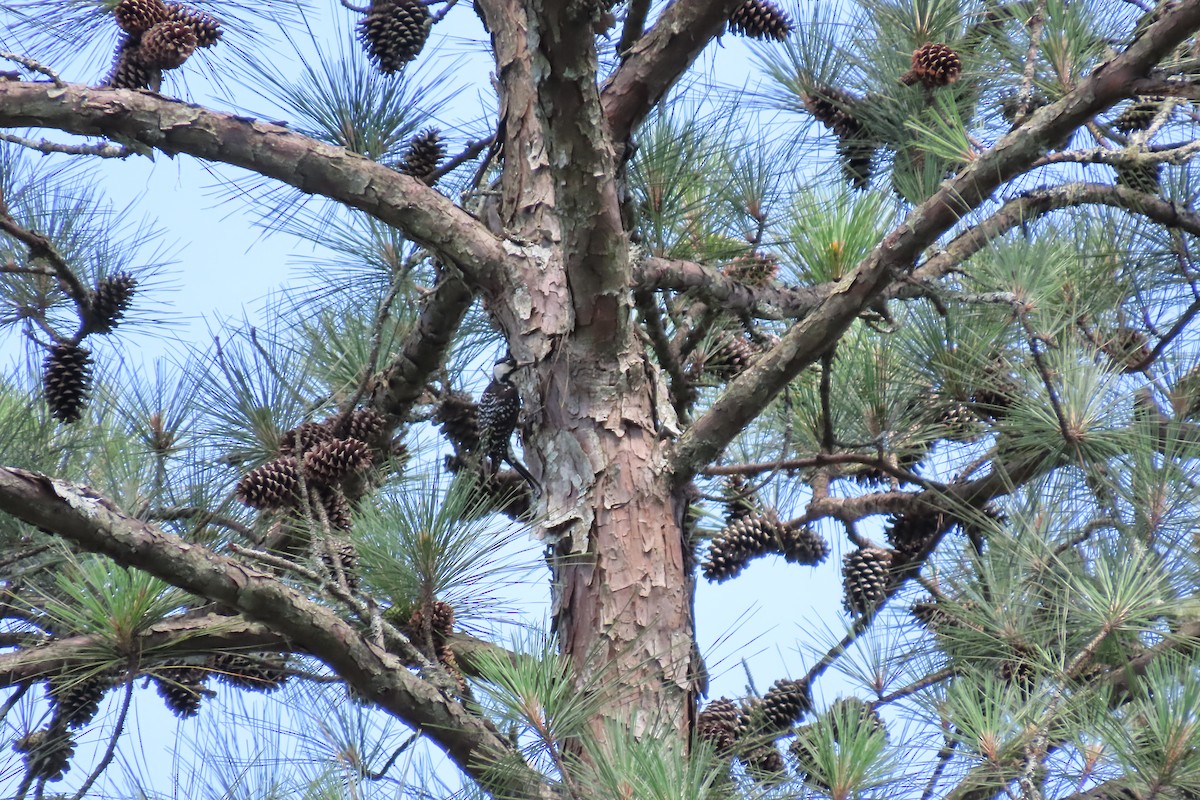 Red-cockaded Woodpecker - ML620352977