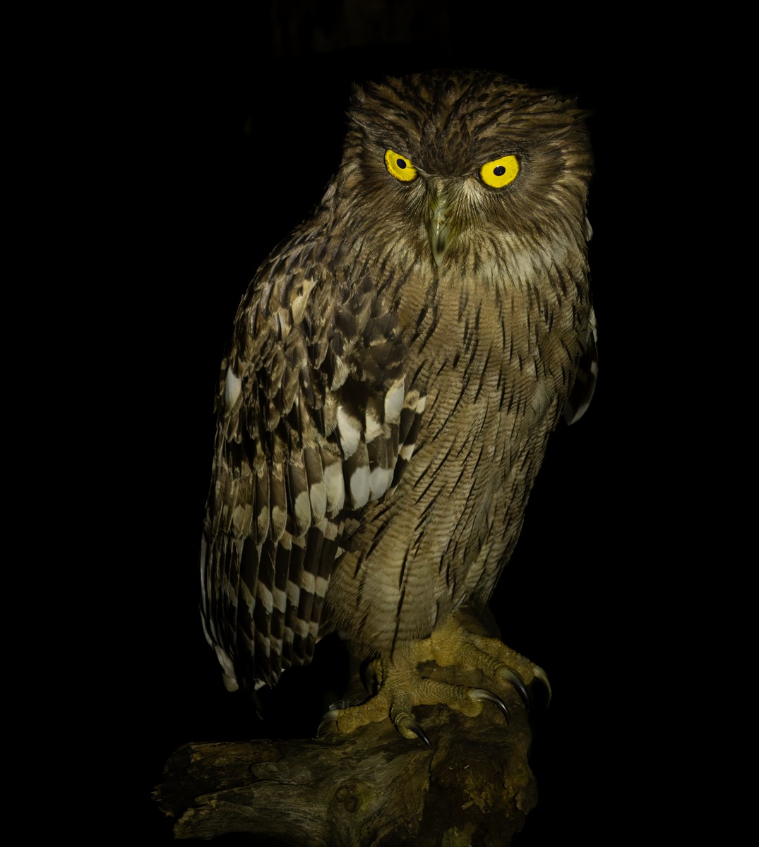 Brown Fish-Owl (Eastern) - ML620352988