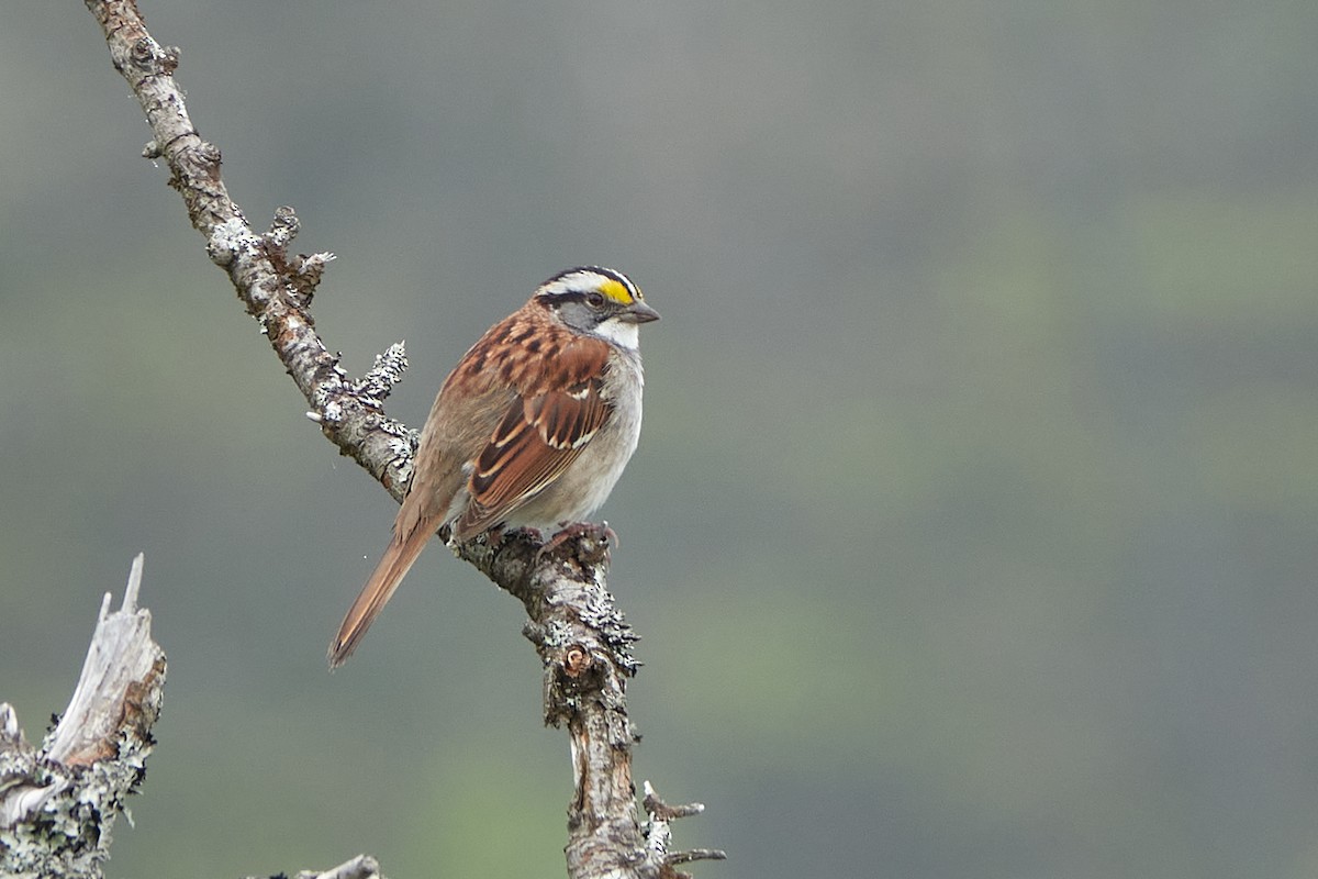 White-throated Sparrow - ML620352992