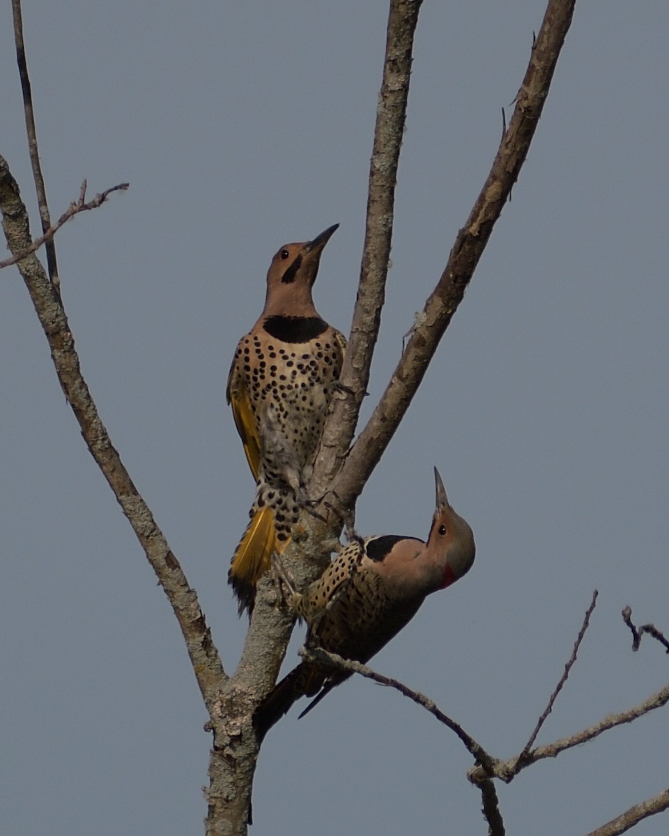Northern Flicker (Yellow-shafted) - ML620352994