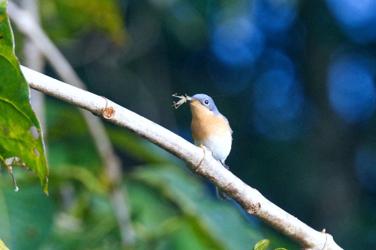 Leaden Flycatcher - ML620353000