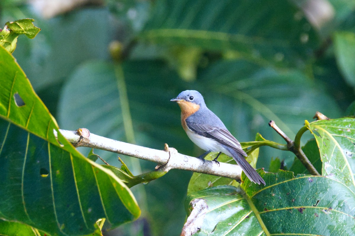 Leaden Flycatcher - ML620353001