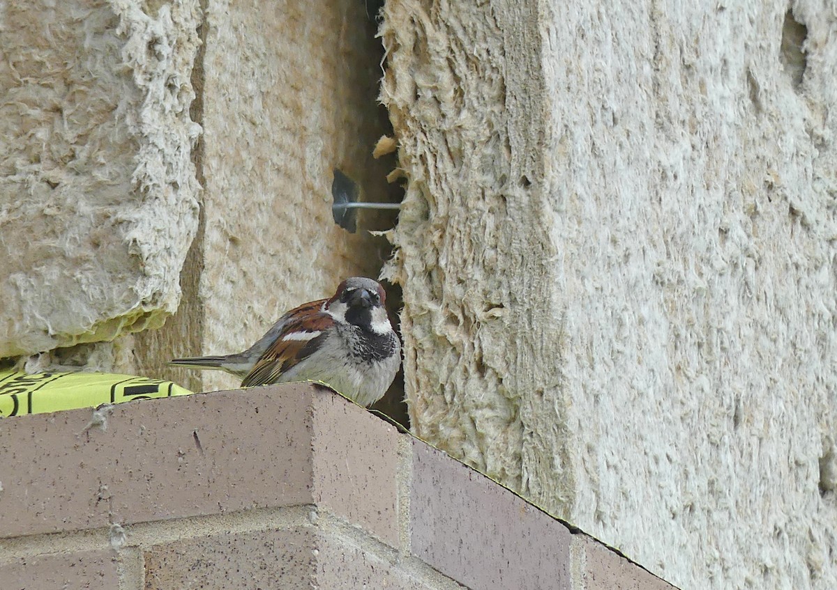 House Sparrow - ML620353034