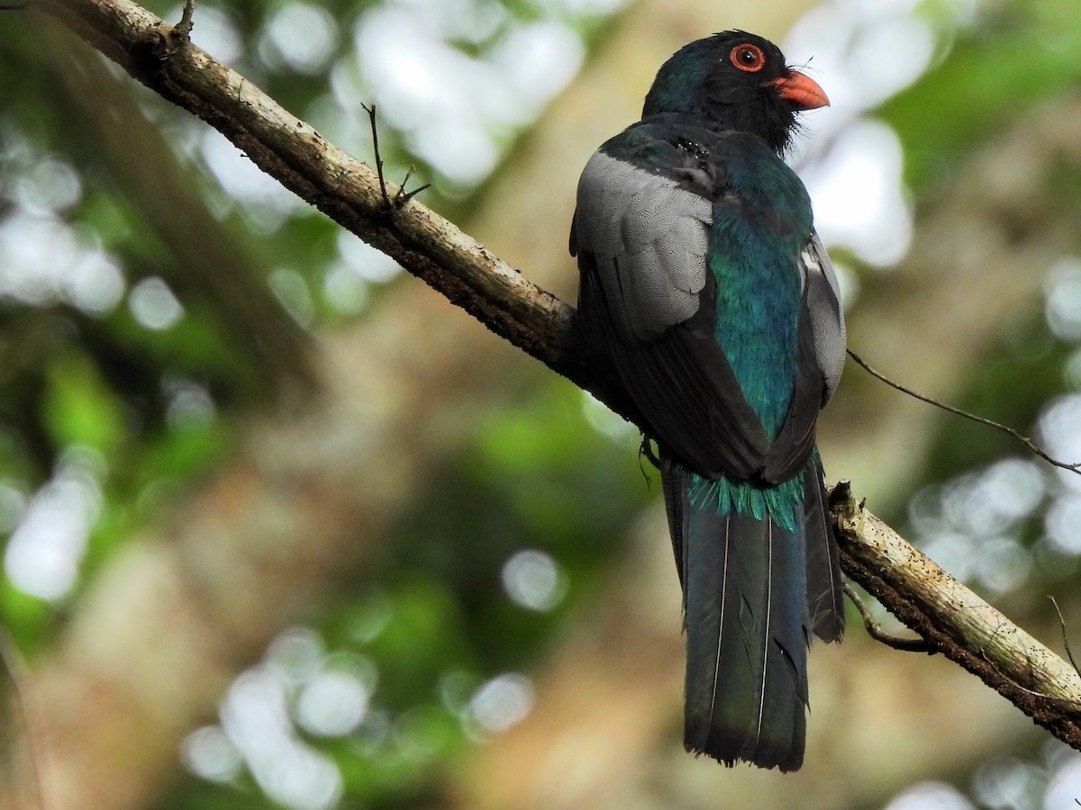 Slaty-tailed Trogon - ML620353041