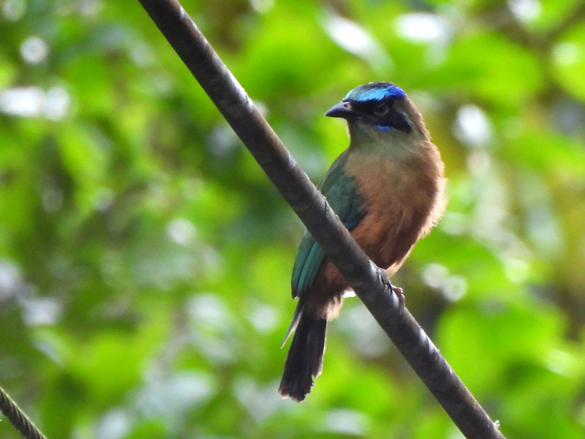 Motmot caraïbe - ML620353051