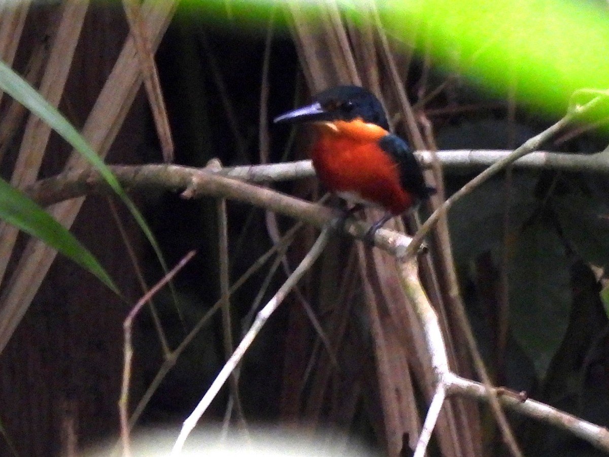 American Pygmy Kingfisher - ML620353054
