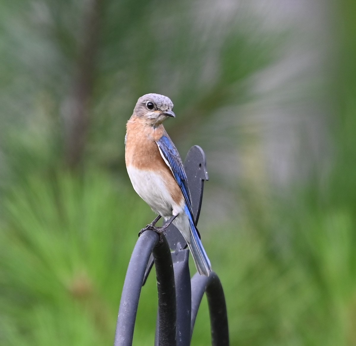 Eastern Bluebird - ML620353061