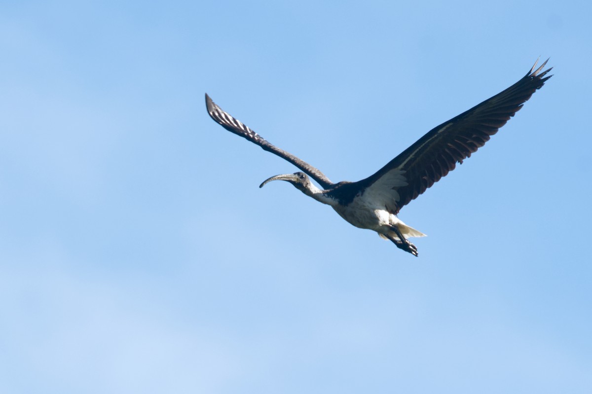 ibis slámokrký - ML620353062