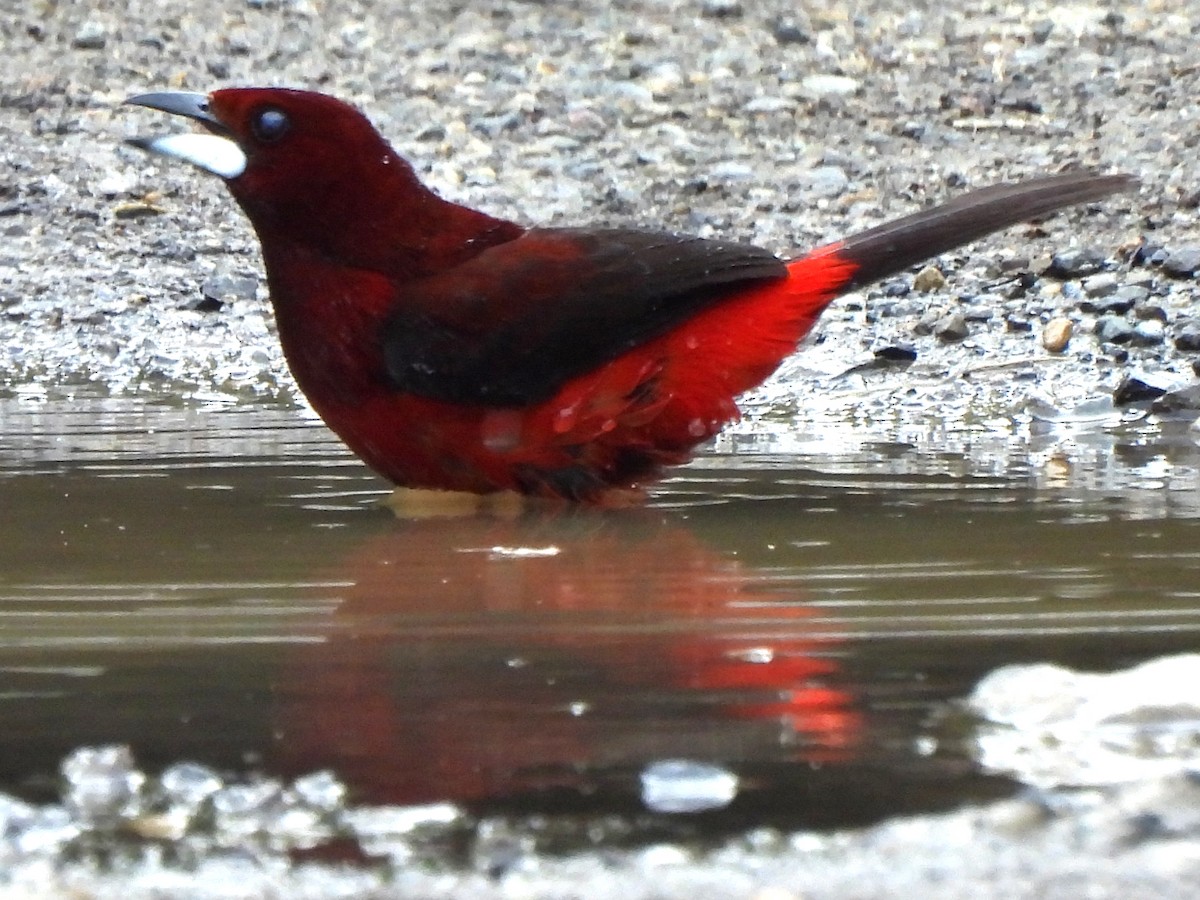 Crimson-backed Tanager - ML620353070